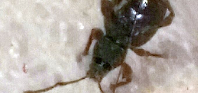 broad-nose/short-snouted weevil