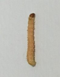 Indian meal moth caterpillar