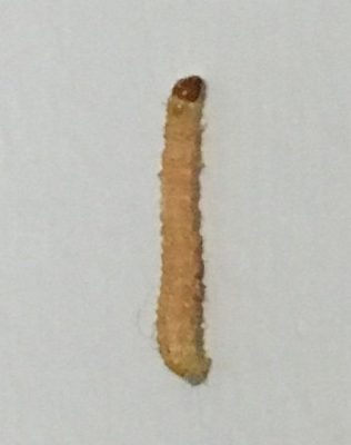 Indian meal moth caterpillar