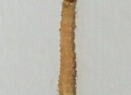 Indian meal moth caterpillar