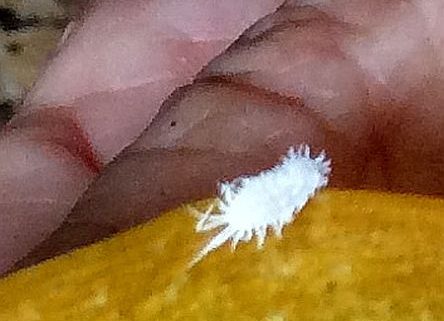 mealybug