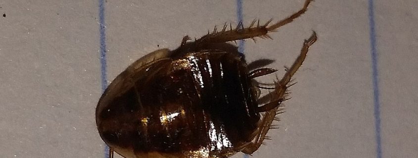 cockroach nymph