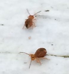 globular springtails