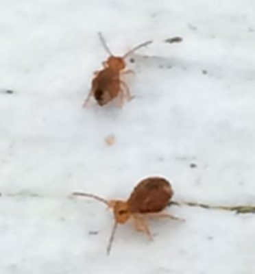 globular springtails