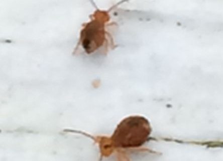 globular springtails