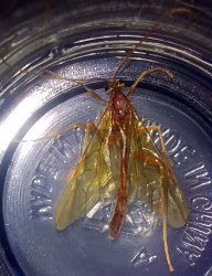 ichneumon wasp