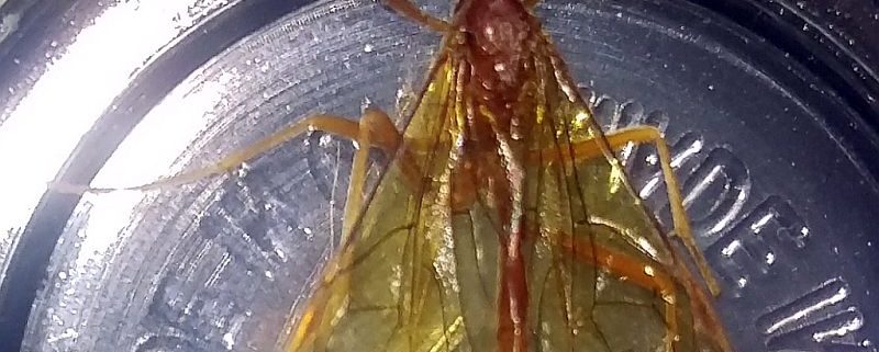 ichneumon wasp
