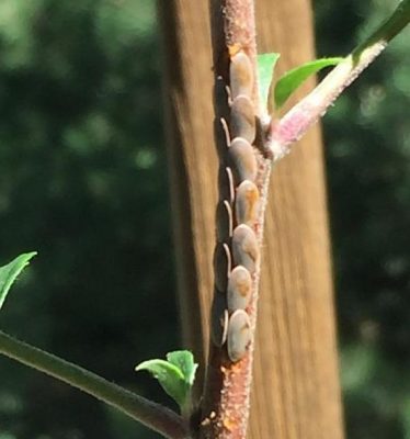 Katydid eggs