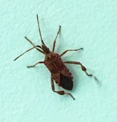western-conifer-seed-bug