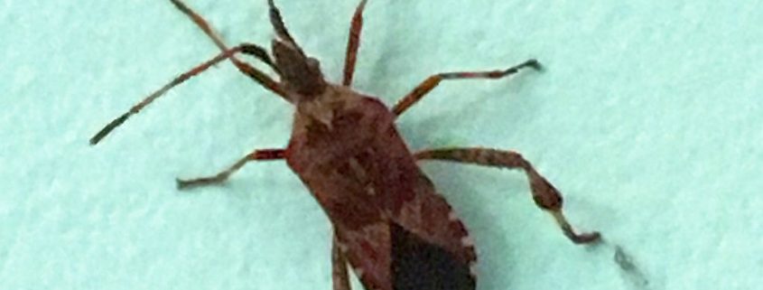western-conifer-seed-bug