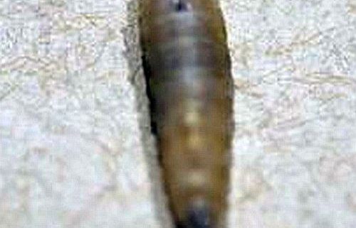 blow fly maggot