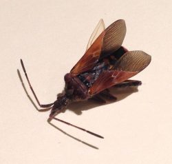 Western conifer seed bug