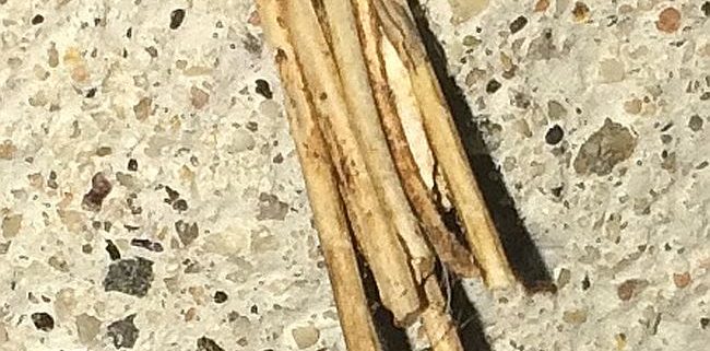 Grass bagworm case