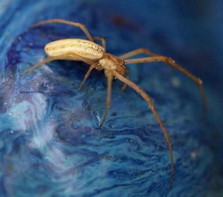 long-jawed orb-weaving spider