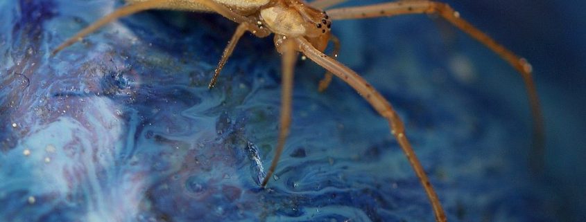 long-jawed orb-weaving spider