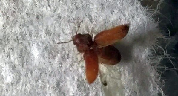 Drugstore Beetle