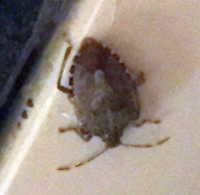 brown marmorated stink bug