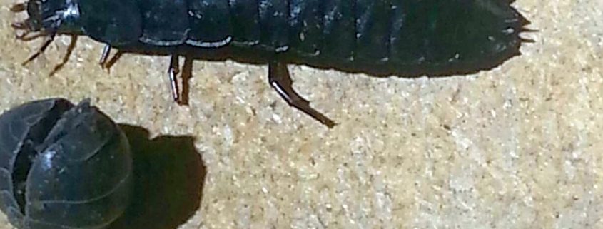 ground beetle larva