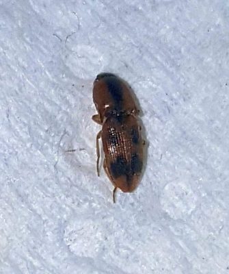 click beetle