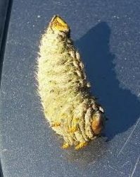 caterpillar of an Imperial moth