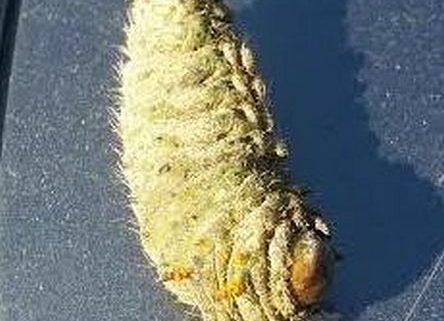 caterpillar of an Imperial moth