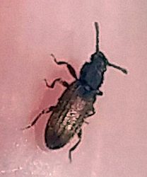 Saw-toothed or Merchant grain beetle