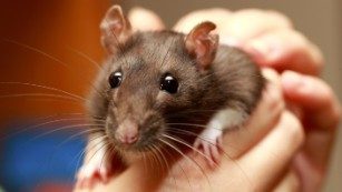 Pet rats carry virus