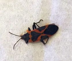 Milkweed bug