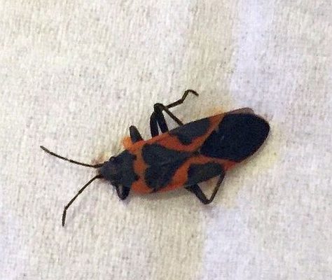 Milkweed bug