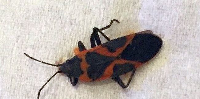 Milkweed bug