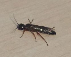 wood wasp