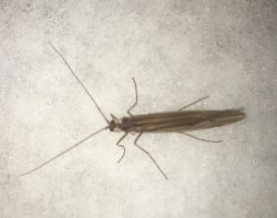 caddisfly
