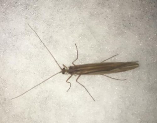 caddisfly