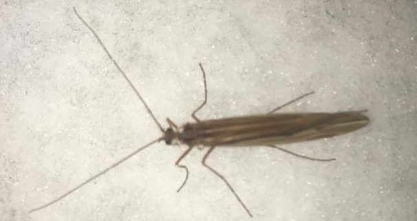 caddisfly