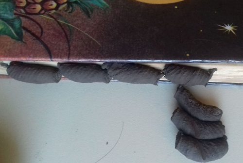 Mud dauber wasp nests