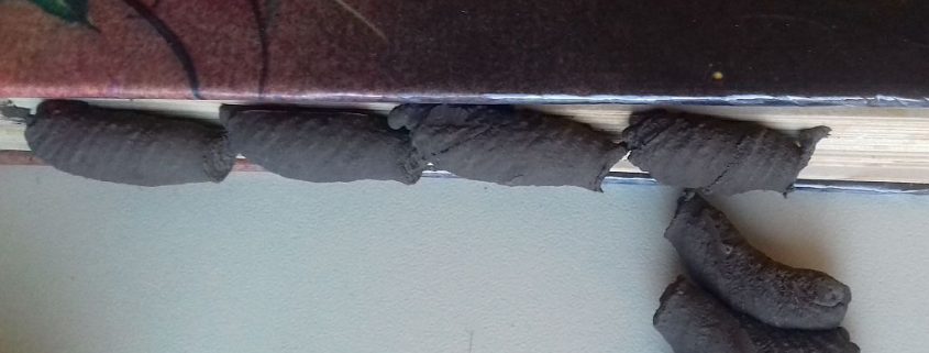 Mud dauber wasp nests