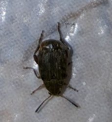 Leaf Beetle (pea or bean weevil)