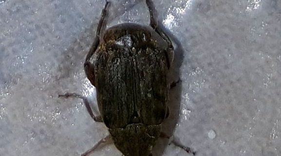 Leaf Beetle (pea or bean weevil)