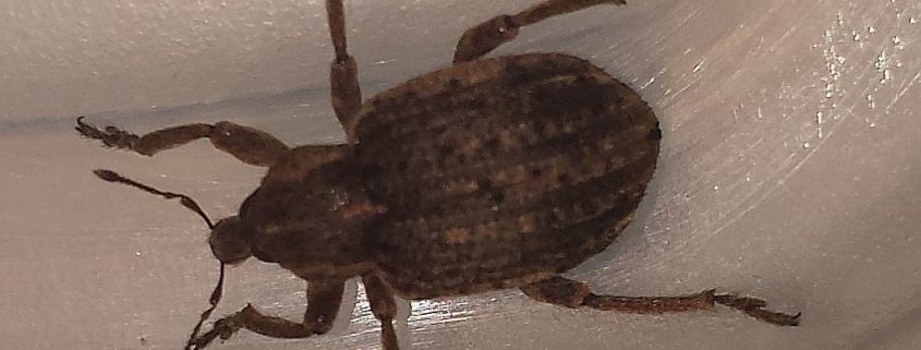 broad-nosed/short-snouted weevils