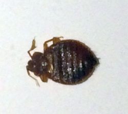 bed bug
