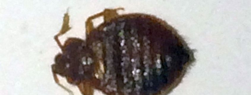 bed bug