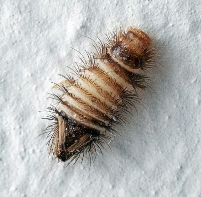 Dermestidae beetle larva