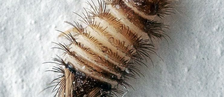 Dermestidae beetle larva