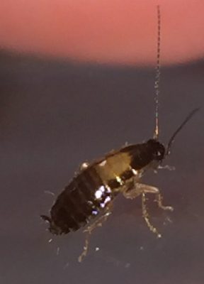 cockroach young nymph