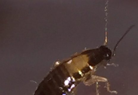 cockroach young nymph