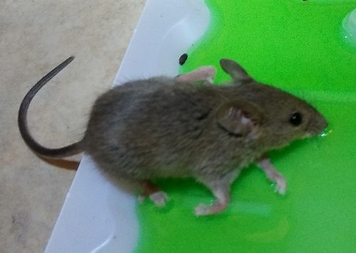 Adult mouse