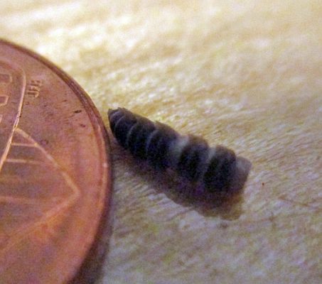 fragment of a dead insect