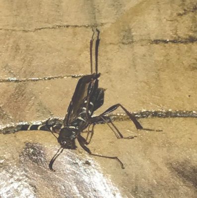 long-horned wood-boring beetle