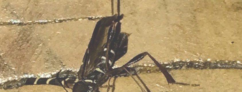 long-horned wood-boring beetle