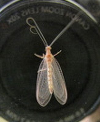 lacewing